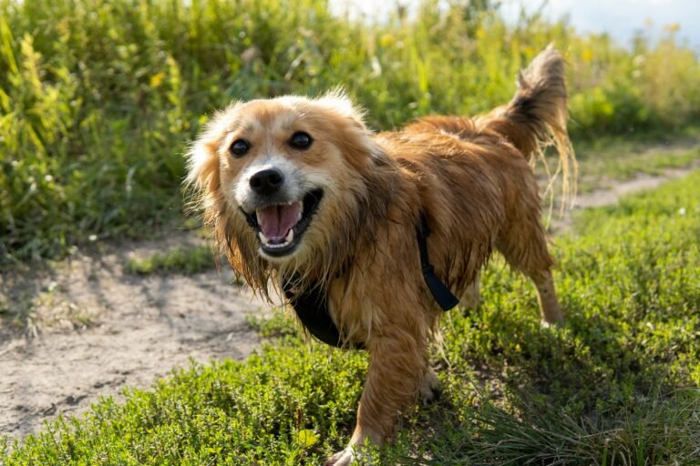 Dirty Paws Marketing Dog Pic - Why Photography and Video Matter in the Dog Industry
