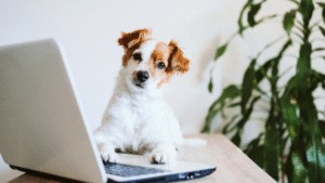 Building Trust Through Your Website What Every Pet Owner Looks For_Building Trust Through Your Website What Every Pet Owner Looks For | DirtyPawsMarketing