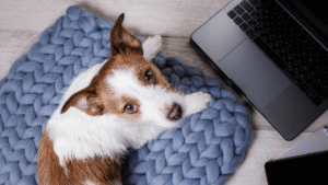 Why Your Dog Business Photos Matter More Than You Think - DirtyPawsMarketing