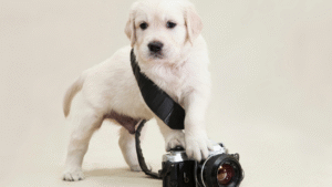 How to Use One Photoshoot for Months of Dog Business Content - DirtyPawsMarketing