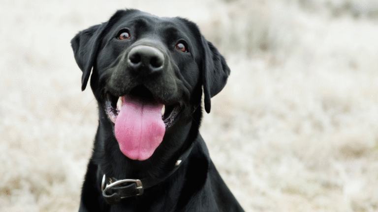 Real Dogs, Real Results Why Action Photos Outperform Posed Images