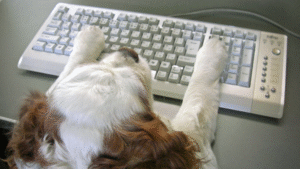 Turning Website Visitors Into Inquiries for Dog Services