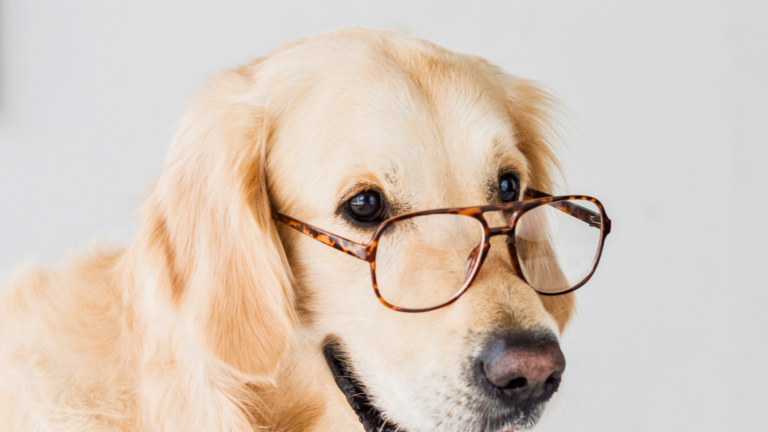 Marketing for Dog Businesses Isn’t One-Size-Fits-All