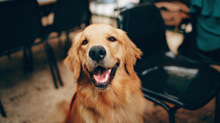 Why Marketing Gaps Cost Dog Businesses More Than They Realize