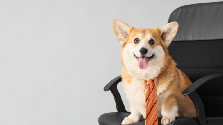 Local Visibility for Dog Businesses Beyond Google