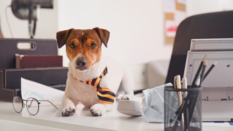 Preparing Your Marketing for Busy Seasons in the Dog Industry