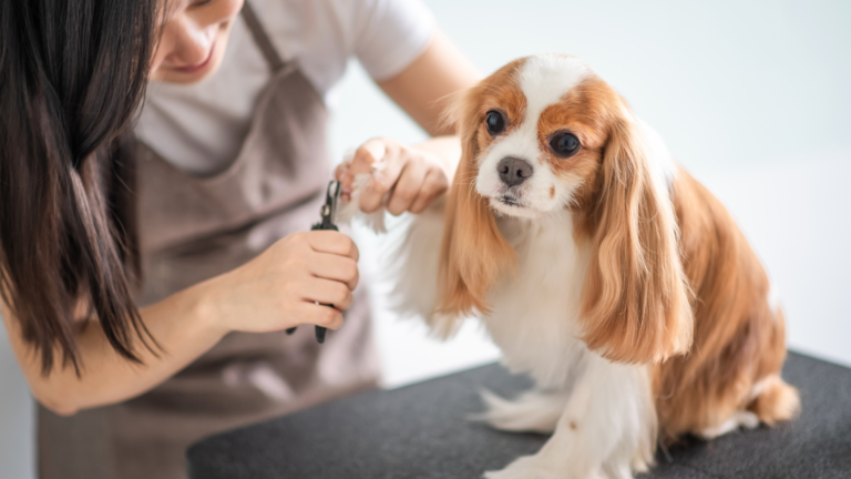 How Dog Businesses Can Build Trust Before the First Appointment