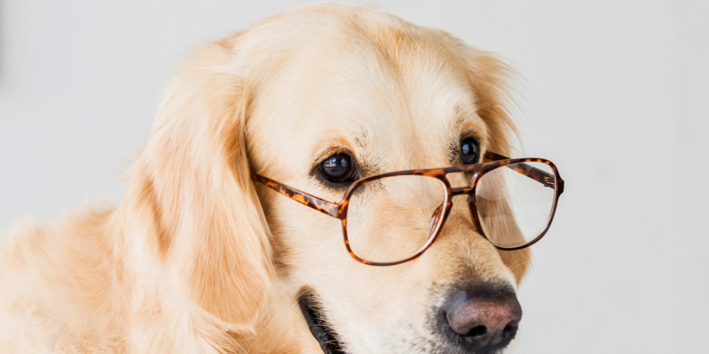 Marketing for Dog Businesses Isn’t One-Size-Fits-All