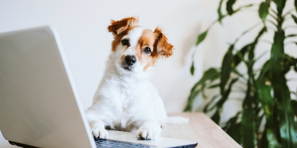 Building Trust Through Your Website What Every Pet Owner Looks For_Building Trust Through Your Website What Every Pet Owner Looks For | DirtyPawsMarketing
