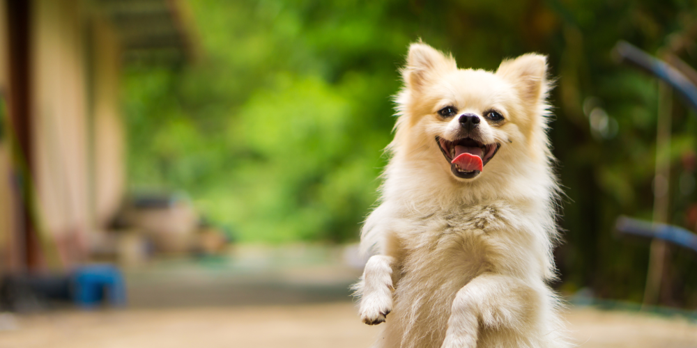 Choosing the Right Images for Dog Business Marketing Platforms