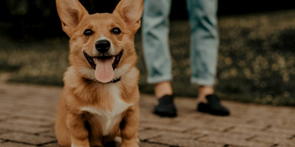 Dirty-Paws-Marketing-dog-15