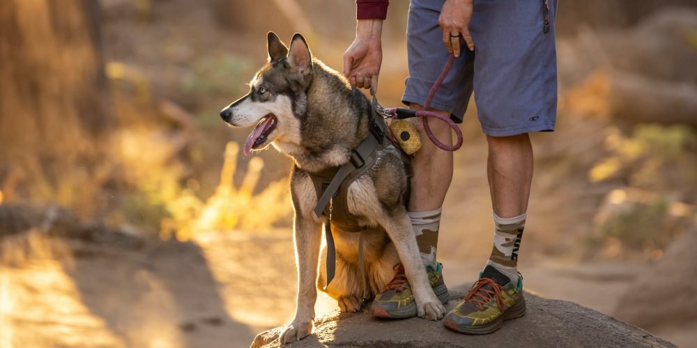 Dirty-Paws-Marketing-dog-31