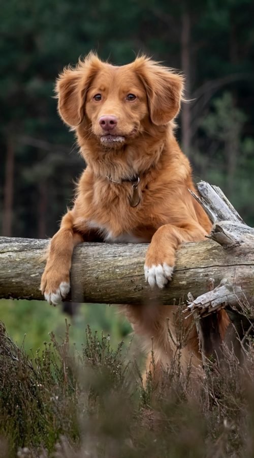 Dirty-Paws-Marketing-dog-37