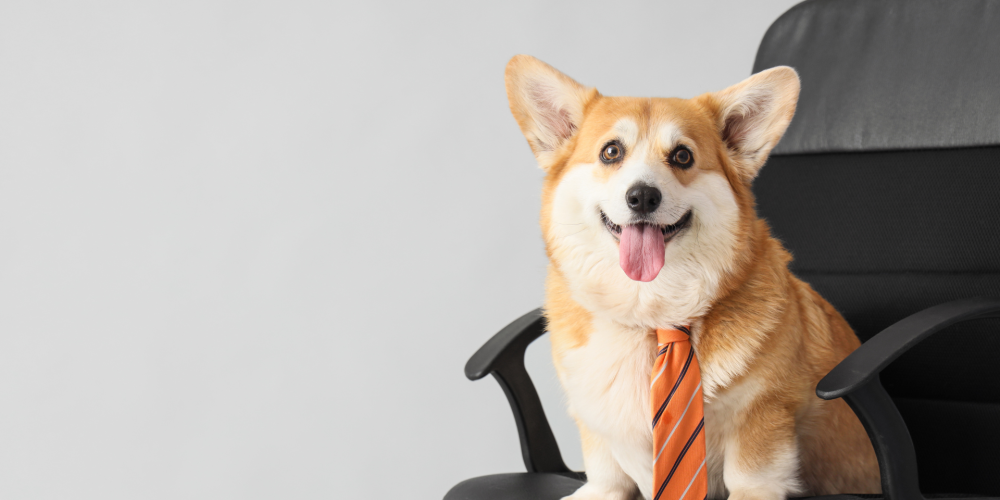 Local Visibility for Dog Businesses Beyond Google