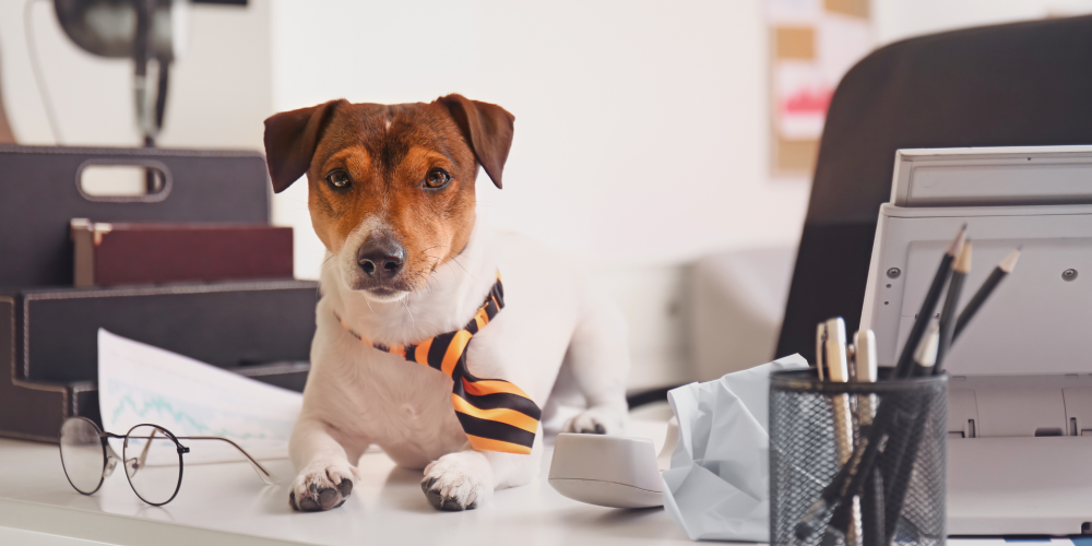 Preparing Your Marketing for Busy Seasons in the Dog Industry