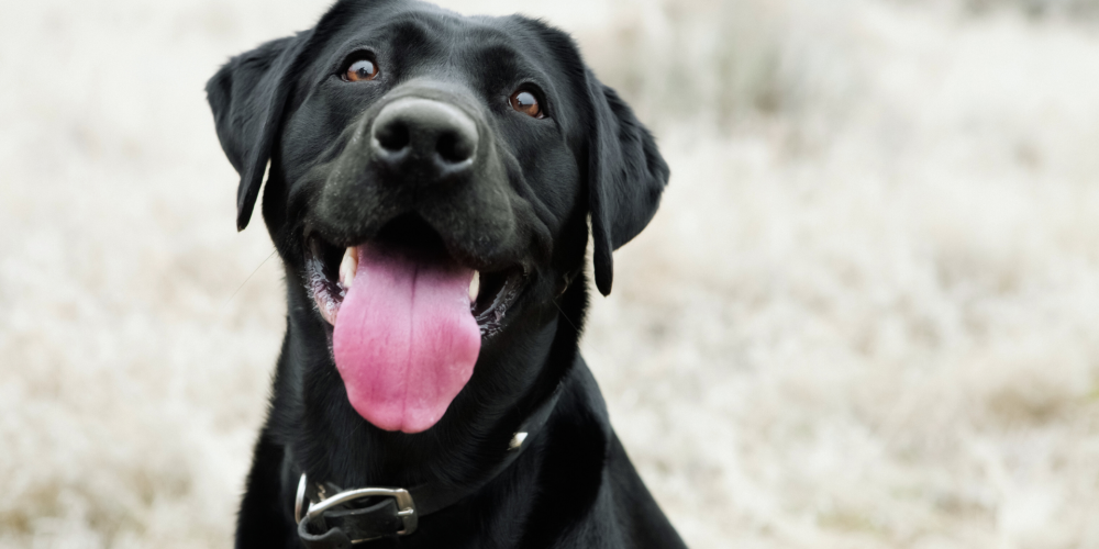 Real Dogs, Real Results Why Action Photos Outperform Posed Images