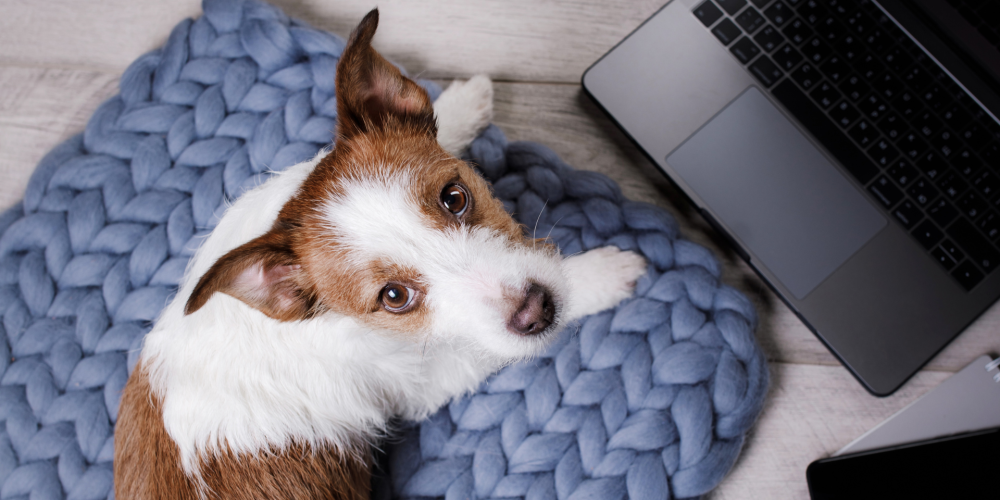Why Your Dog Business Photos Matter More Than You Think - DirtyPawsMarketing