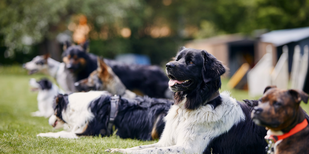 What Your Dog Business Photos Say About Your Brand and Professionalism