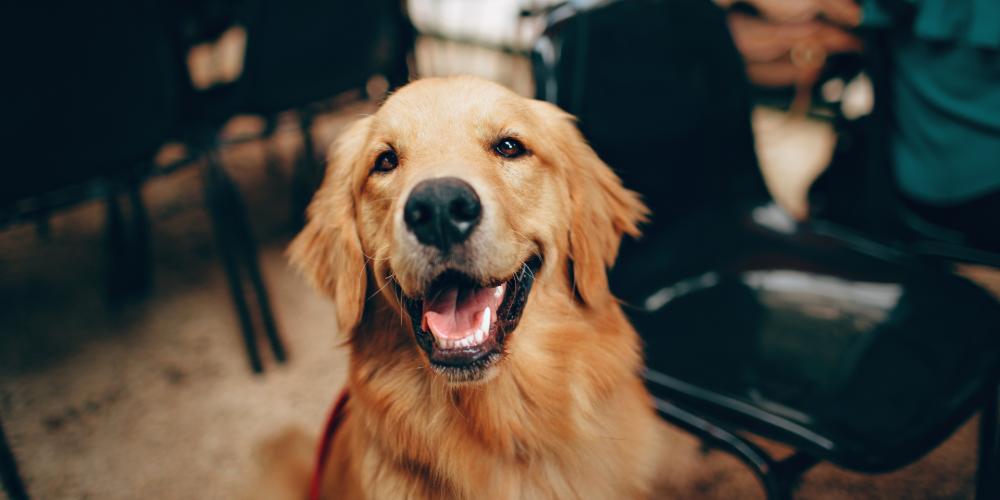 Why Marketing Gaps Cost Dog Businesses More Than They Realize