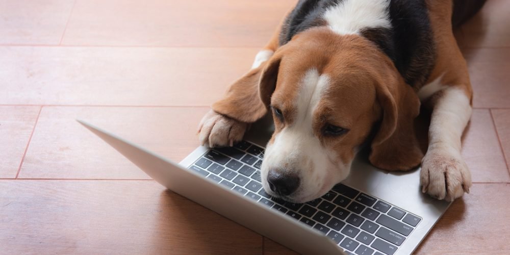 Beagle dogs work in the office at the computer. Concentrate and look at the screen with sleepiness