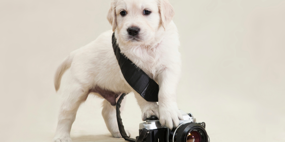 How to Use One Photoshoot for Months of Dog Business Content - DirtyPawsMarketing