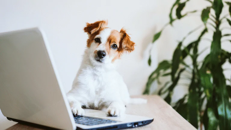 Building Trust Through Your Website What Every Pet Owner Looks For_Building Trust Through Your Website What Every Pet Owner Looks For | DirtyPawsMarketing
