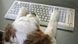 Turning Website Visitors Into Inquiries for Dog Services