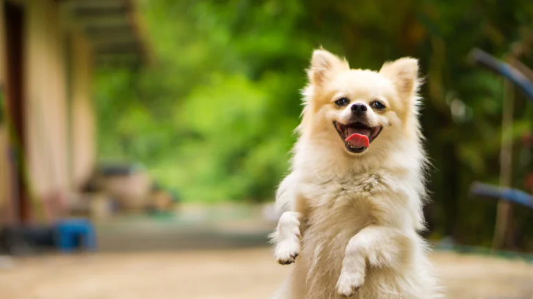 Choosing the Right Images for Dog Business Marketing Platforms
