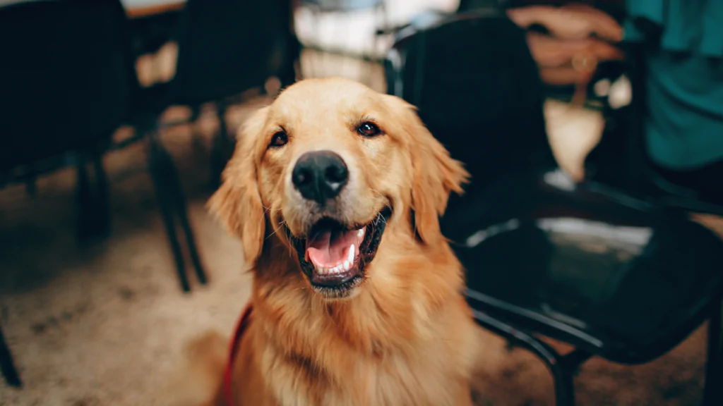 Why Marketing Gaps Cost Dog Businesses More Than They Realize