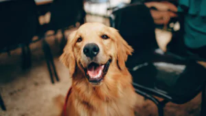 Why Marketing Gaps Cost Dog Businesses More Than They Realize