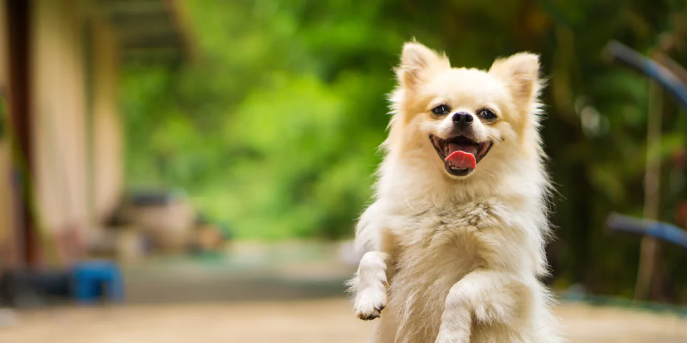 Choosing the Right Images for Dog Business Marketing Platforms