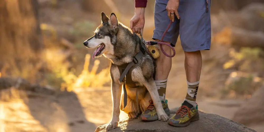 Dirty-Paws-Marketing-dog-31