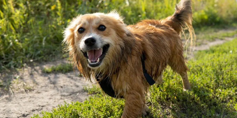 Dirty Paws Marketing Dog Pic - Why Photography and Video Matter in the Dog Industry