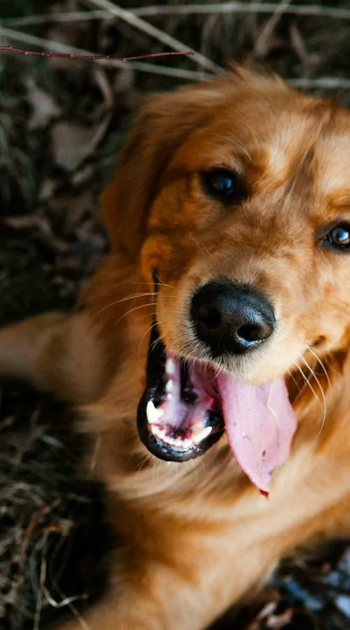 Dirty-Paws-Marketing-dog-45