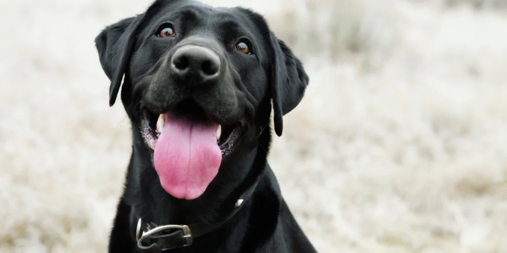 Real Dogs, Real Results Why Action Photos Outperform Posed Images