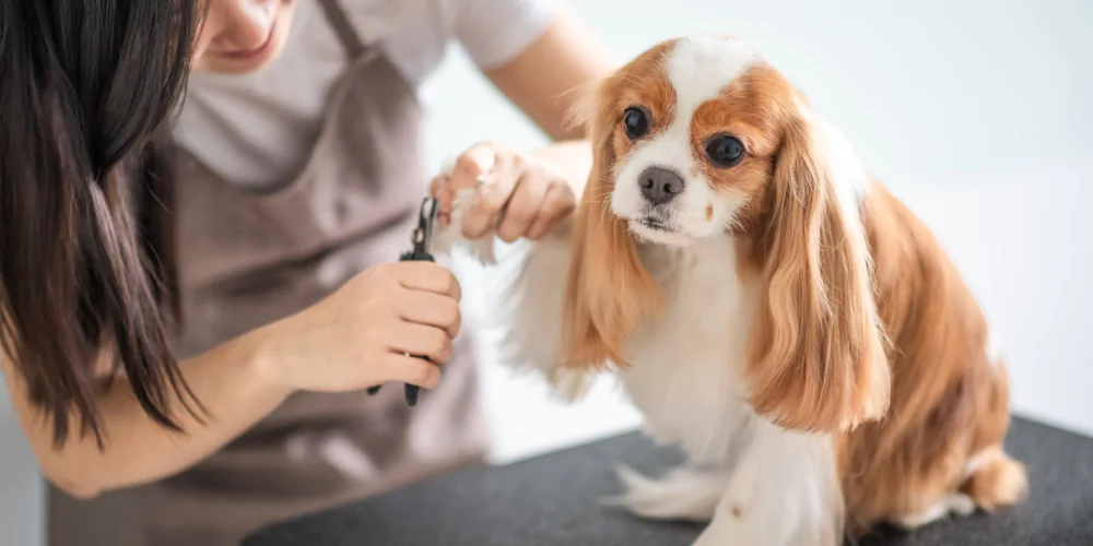 How Dog Businesses Can Build Trust Before the First Appointment