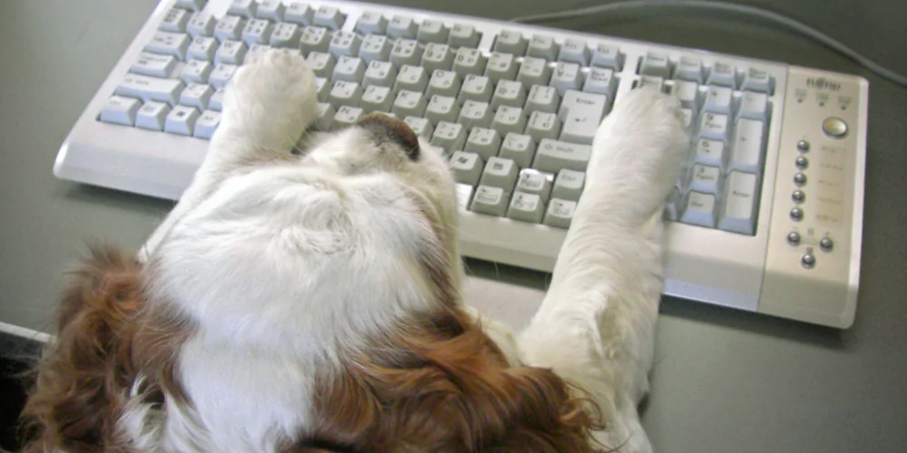 Turning Website Visitors Into Inquiries for Dog Services